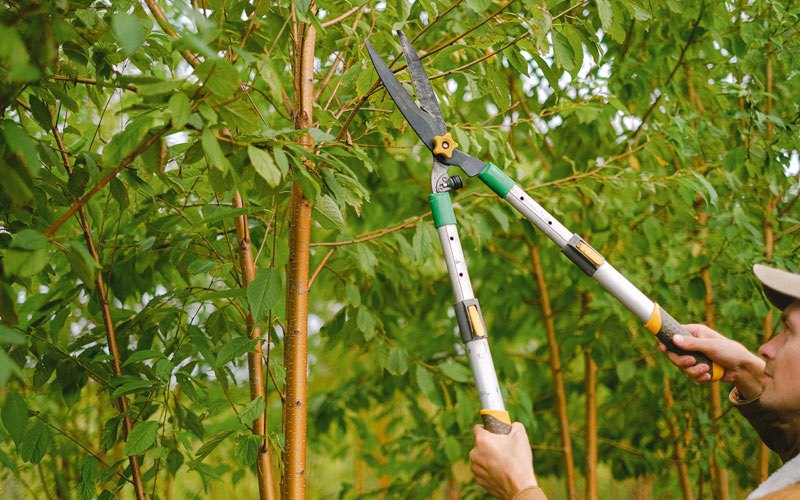 Tree trimming in Graniteville, VT