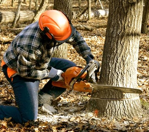 Tree Removal in Graniteville, VT